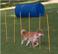 Dog Agility Starter Kit