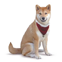 Santa Bandanna Small