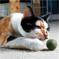 Pawbreakers Catnip Candy Plus for Cats