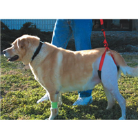 Bottom&lsquo;s Up Leash 9401