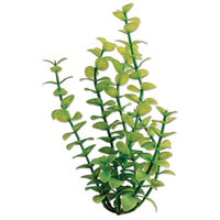 Tetra ® WaterWonders ™ Green Bacopa Aquarium Plants z04679819121b