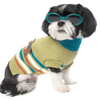 Petrageous® Designs AJs Appliqué Sweater I000943b