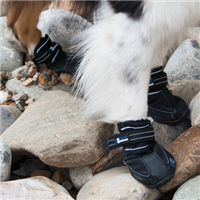 Canine Equipment