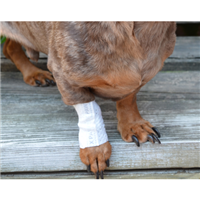 PawFlex™ Basic Bandage I004736b