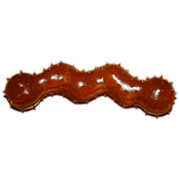 Indipets All Natural Rubber Spikey Snake Dog Toy