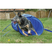 Clix® Agility Training 58091b