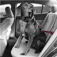 Kurgo Swivel Seatbelt Tether