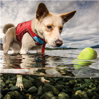 Dog with skipping stone.