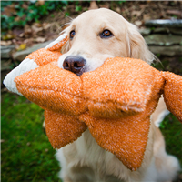 huggle hounds