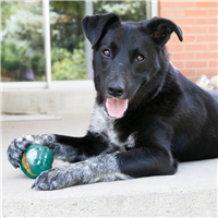 KONG ChiChewy Ball Assorted
