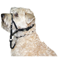 Coastal Walk&lsquo;n Train! Dog Head Halter Black 175011b