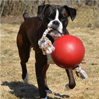 Jolly Pets Romp-N-Roll Jolly Ball 4.5 in.