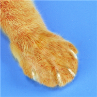 Soft Claws for Kittens