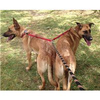 EzyDog Zero Shock Coupler Black