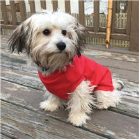 Ethical Products Fashion Pet Classic Sweatshirt Red XX-Large
