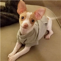 Ethichal Products Fashion Pet Classic Sweatshirt Grey Small