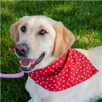 Twinkle Stars Red Pet Triangle  I016640