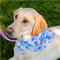 Ribbions  &  Stars Pet Triangle  I016641