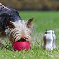 KONG H2O Stainless Steel Dog Water Bottle Red 9.5 oz