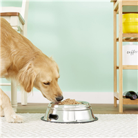 Indipets Spill Proof Splash Free Non-Tip Dish 64 oz