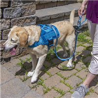 Kurgo RSG Stub Leash for Dogs