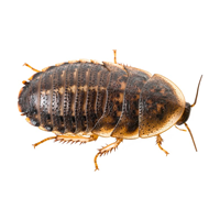 Medium Feeder Dubia Roaches F151578b