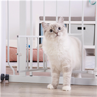 Carlson Extra Wide Walk Thru Gate with Small Pet Door