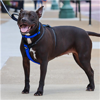Coastal Reflective Control Handle Harness Blue Medium