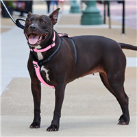 Coastal Reflective Control Handle Harness Pink