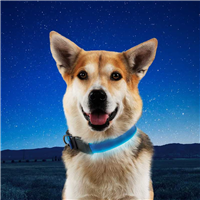 NiteDog LED Rechargeable Collar Small - Blue I022248