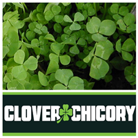 Real World Wildlife Product Clover & Chicory Blend I029841b